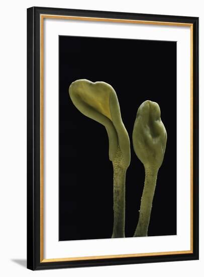 Microglossum Viride (Green Earth Tongue)-Paul Starosta-Framed Photographic Print