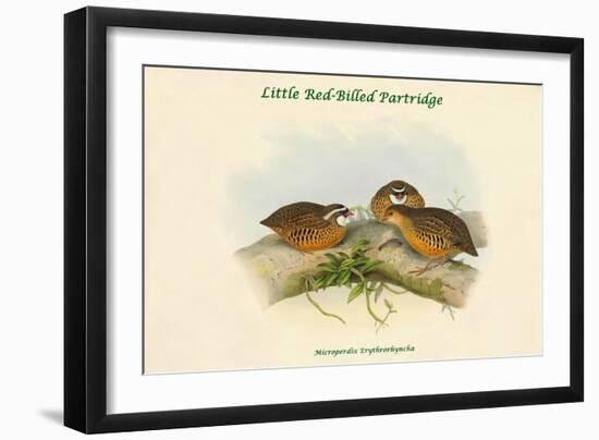 Microperdix Erythrorhyncha - Little Red-Billed Partridge-John Gould-Framed Art Print