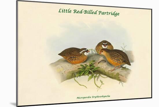 Microperdix Erythrorhyncha - Little Red-Billed Partridge-John Gould-Mounted Art Print