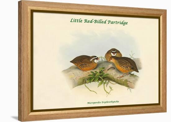 Microperdix Erythrorhyncha - Little Red-Billed Partridge-John Gould-Framed Stretched Canvas