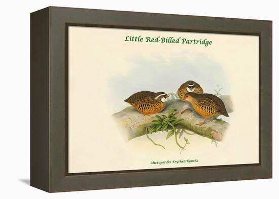 Microperdix Erythrorhyncha - Little Red-Billed Partridge-John Gould-Framed Stretched Canvas