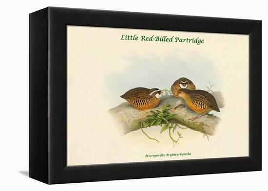 Microperdix Erythrorhyncha - Little Red-Billed Partridge-John Gould-Framed Stretched Canvas