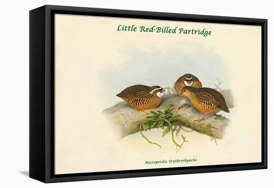 Microperdix Erythrorhyncha - Little Red-Billed Partridge-John Gould-Framed Stretched Canvas