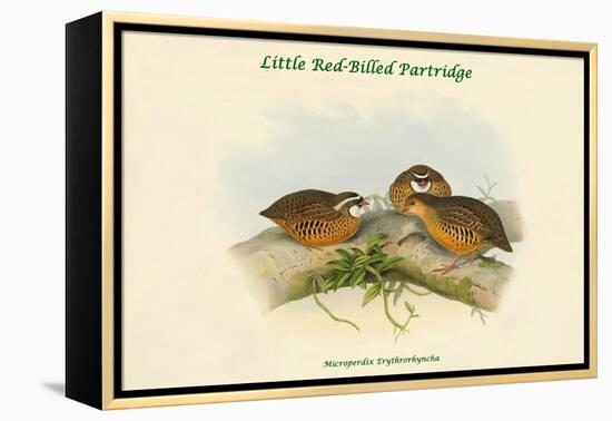 Microperdix Erythrorhyncha - Little Red-Billed Partridge-John Gould-Framed Stretched Canvas