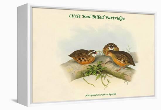 Microperdix Erythrorhyncha - Little Red-Billed Partridge-John Gould-Framed Stretched Canvas