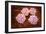 Microscipic View of Pancreatic Cancer Cells-null-Framed Art Print