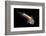 Microscope image of a newborn Axolotl, Mexico-Alejandro Prieto-Framed Photographic Print