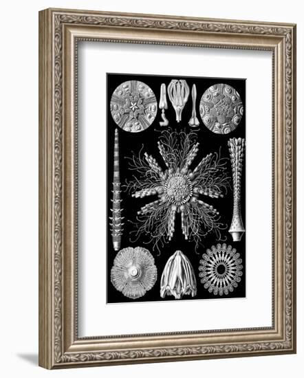 Microscopic Echinidea-Ernst Haeckel-Framed Art Print
