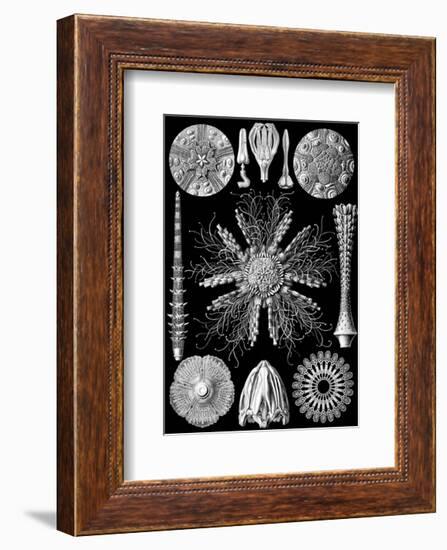 Microscopic Echinidea-Ernst Haeckel-Framed Art Print