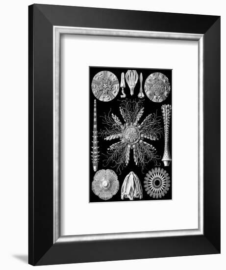 Microscopic Echinidea-Ernst Haeckel-Framed Art Print