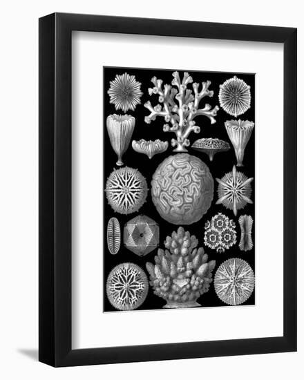 Microscopic Hexacoralla-Ernst Haeckel-Framed Art Print