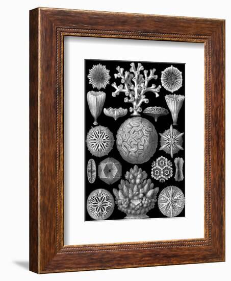 Microscopic Hexacoralla-Ernst Haeckel-Framed Art Print