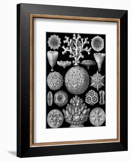 Microscopic Hexacoralla-Ernst Haeckel-Framed Art Print