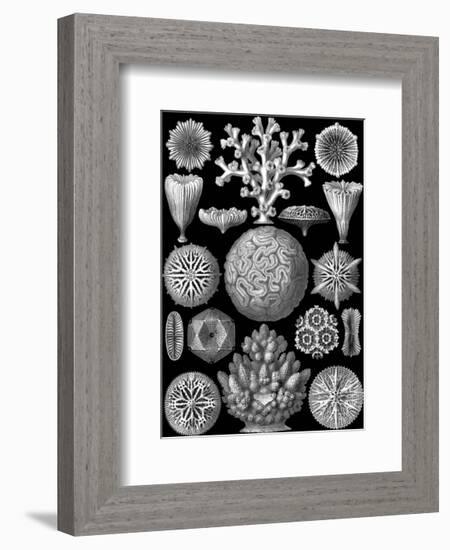 Microscopic Hexacoralla-Ernst Haeckel-Framed Art Print