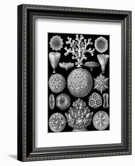 Microscopic Hexacoralla-Ernst Haeckel-Framed Art Print