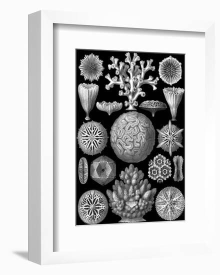 Microscopic Hexacoralla-Ernst Haeckel-Framed Art Print