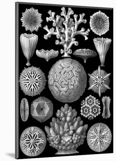 Microscopic Hexacoralla-Ernst Haeckel-Mounted Art Print