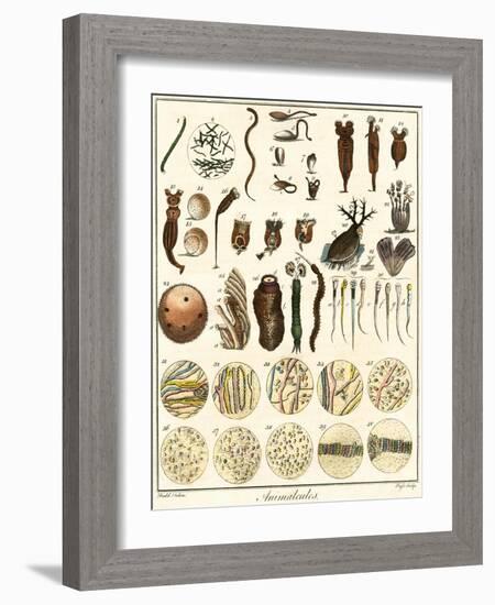 Microscopic Marine Life-Ebenezer Sibly-Framed Art Print