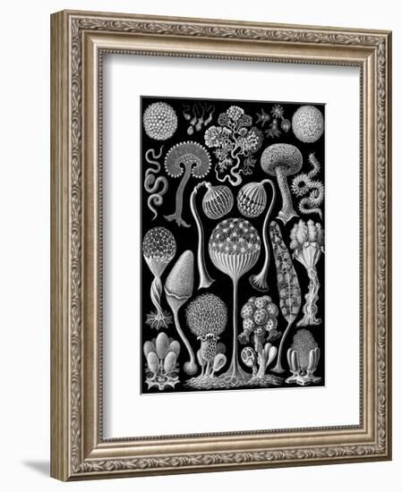 Microscopic Mycetozoa-Ernst Haeckel-Framed Art Print