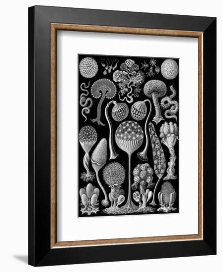 Microscopic Mycetozoa-Ernst Haeckel-Framed Art Print