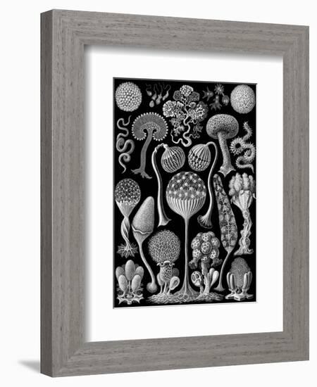 Microscopic Mycetozoa-Ernst Haeckel-Framed Art Print