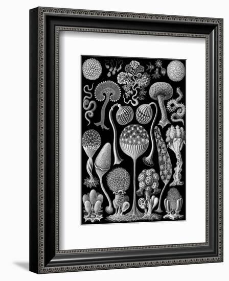 Microscopic Mycetozoa-Ernst Haeckel-Framed Art Print