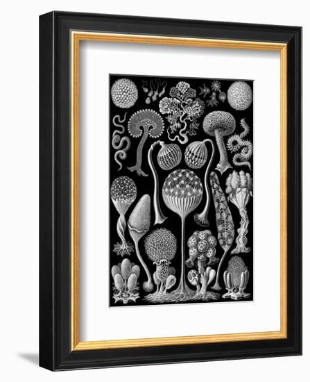 Microscopic Mycetozoa-Ernst Haeckel-Framed Art Print