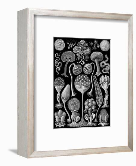 Microscopic Mycetozoa-Ernst Haeckel-Framed Art Print