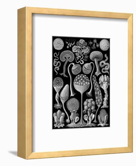 Microscopic Mycetozoa-Ernst Haeckel-Framed Art Print