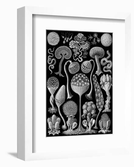 Microscopic Mycetozoa-Ernst Haeckel-Framed Art Print