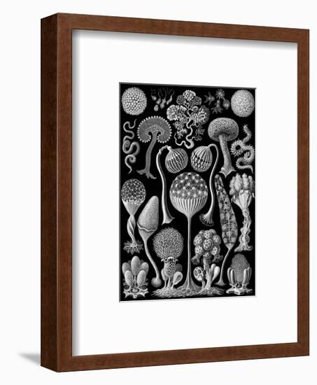 Microscopic Mycetozoa-Ernst Haeckel-Framed Art Print