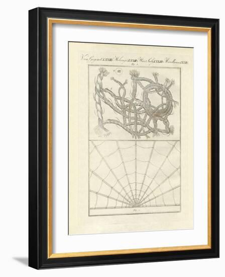 Microscopic Objects-null-Framed Giclee Print
