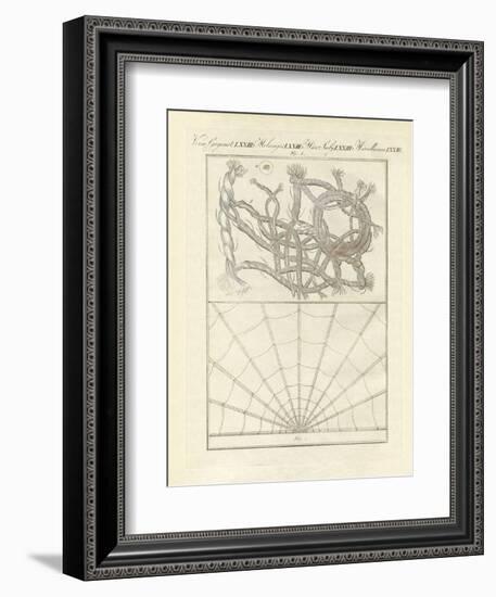 Microscopic Objects-null-Framed Giclee Print