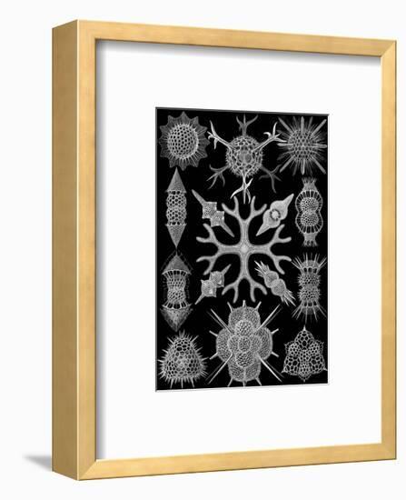 Microscopic Spumellaria-Ernst Haeckel-Framed Art Print