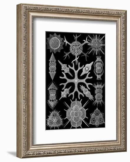 Microscopic Spumellaria-Ernst Haeckel-Framed Art Print