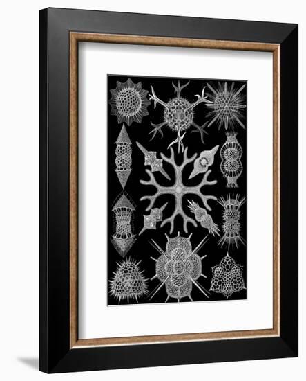 Microscopic Spumellaria-Ernst Haeckel-Framed Art Print