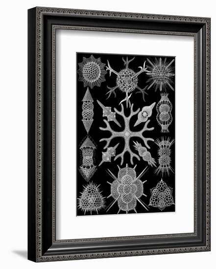 Microscopic Spumellaria-Ernst Haeckel-Framed Art Print