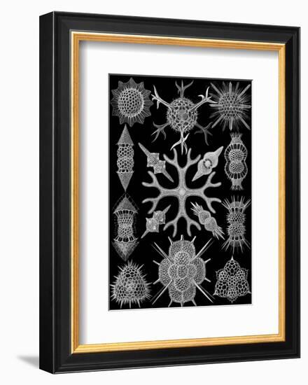 Microscopic Spumellaria-Ernst Haeckel-Framed Art Print