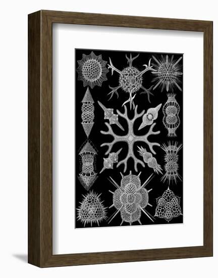 Microscopic Spumellaria-Ernst Haeckel-Framed Art Print