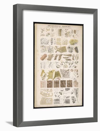 Microscopic Structure of the Texture of Various Parts of the Body-J.s. Cuthbert-Framed Art Print