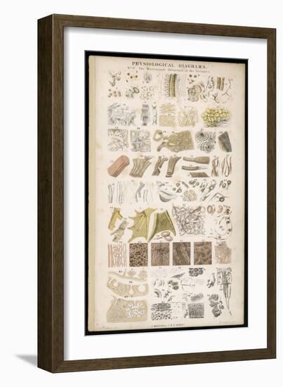 Microscopic Structure of the Texture of Various Parts of the Body-J.s. Cuthbert-Framed Art Print