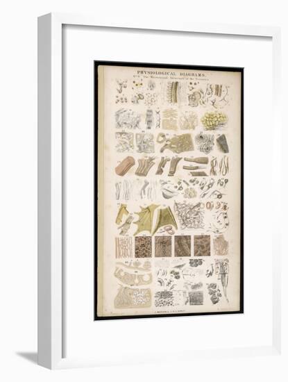 Microscopic Structure of the Texture of Various Parts of the Body-J.s. Cuthbert-Framed Art Print