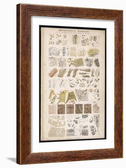 Microscopic Structure of the Texture of Various Parts of the Body-J.s. Cuthbert-Framed Art Print