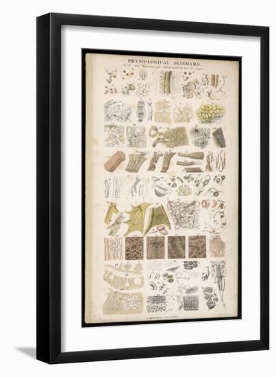 Microscopic Structure of the Texture of Various Parts of the Body-J.s. Cuthbert-Framed Art Print