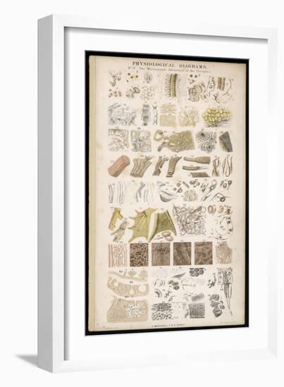 Microscopic Structure of the Texture of Various Parts of the Body-J.s. Cuthbert-Framed Art Print