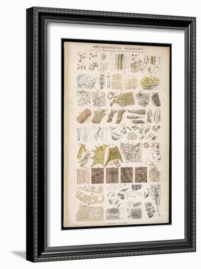 Microscopic Structure of the Texture of Various Parts of the Body-J.s. Cuthbert-Framed Art Print