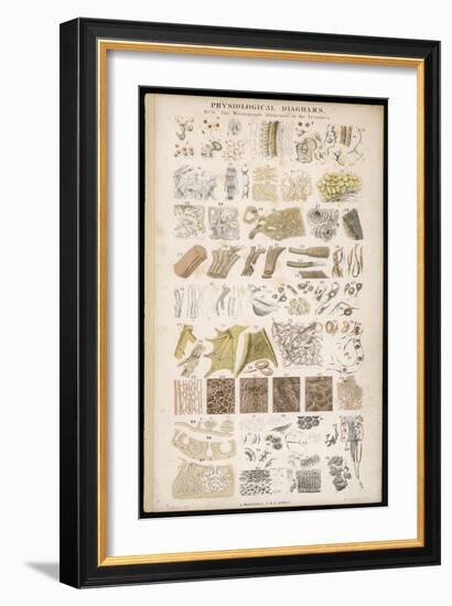 Microscopic Structure of the Texture of Various Parts of the Body-J.s. Cuthbert-Framed Art Print