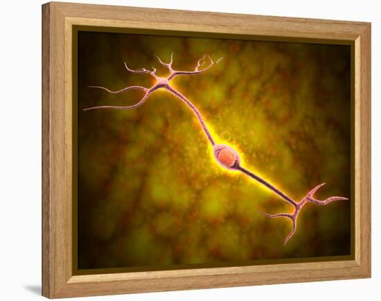 Microscopic View of a Bipolar Neuron-Stocktrek Images-Framed Premier Image Canvas