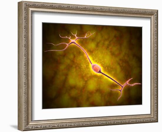 Microscopic View of a Bipolar Neuron-Stocktrek Images-Framed Photographic Print