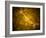 Microscopic View of a Bipolar Neuron-Stocktrek Images-Framed Photographic Print